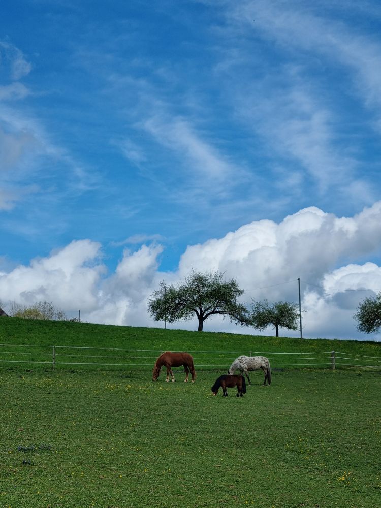 2025-04-14 Safenwil - Dulliken-127