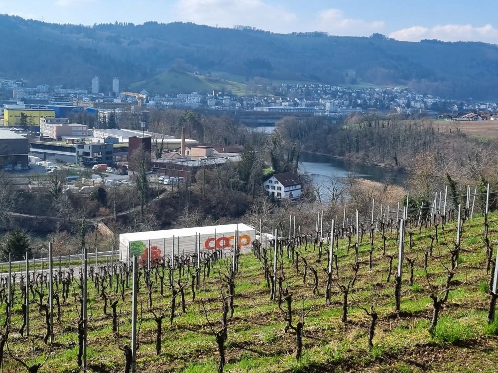 2025-03-17 Weiningen - Wuerenlos-120